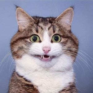 Meet your Posher, Elissa